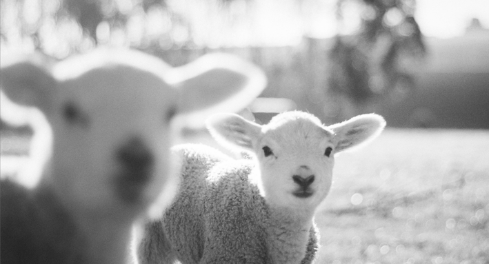 Shepherd My Sheep: How to Lead Biblically