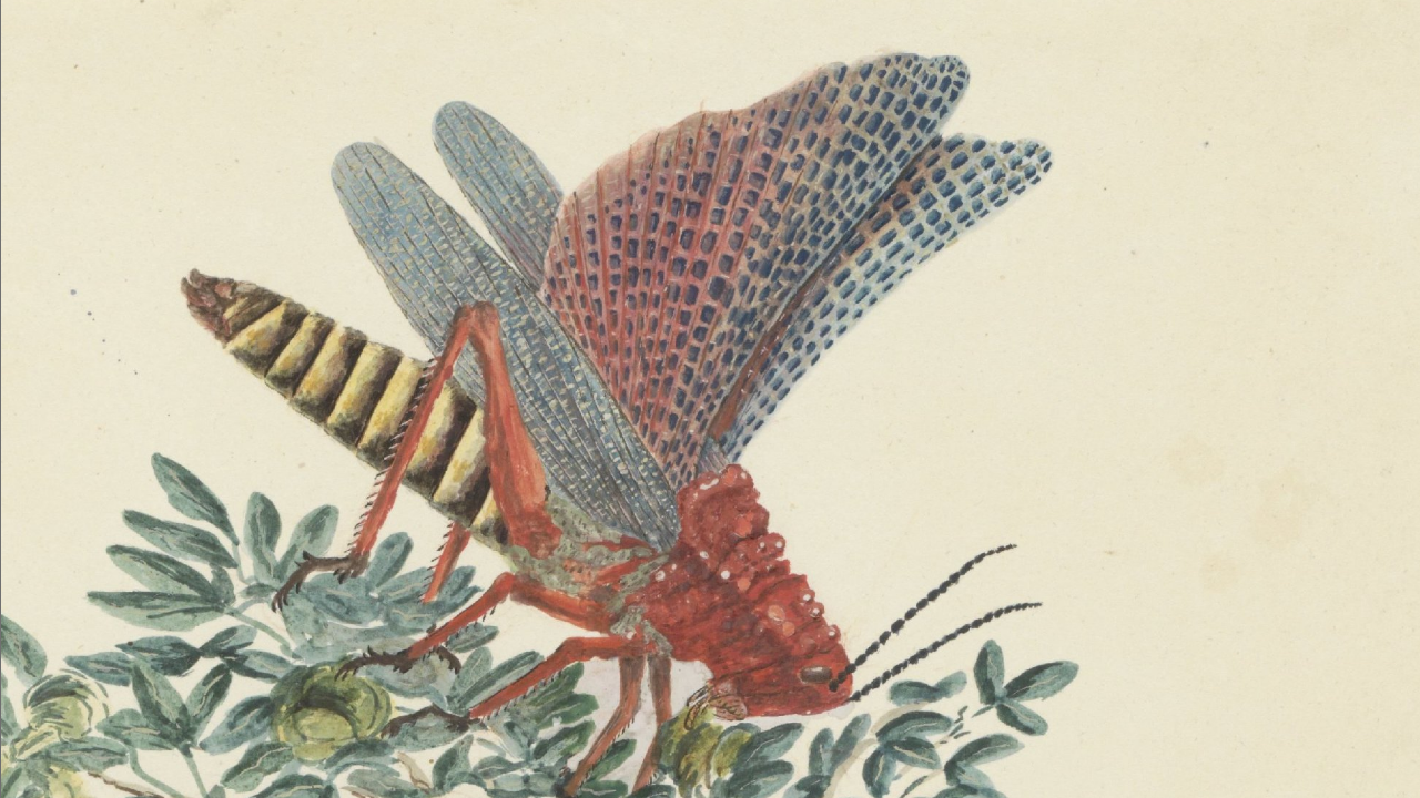 Коник волочиться: безчестя старості й слава воскресіння